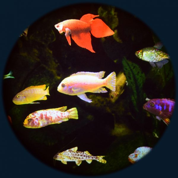 Max Effect Aquarium Wheel